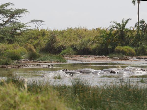 <h3><a href="/trips/tanzania/biota/animalia/chordata/mammalia/artiodactyla/hippopotamidae/hippopotamus amphibius/hippopotamus amphibius-nl.html">Hippopotamus&nbsp;amphibius</a> / Common&nbsp;hippopotamus / Nijlpaard</h3>OM-1 Mark II met OLYMPUS M.150-400mm F4.5, 1/2000 sec  bij F4.5, ISO 320, afstand 132&nbsp;m